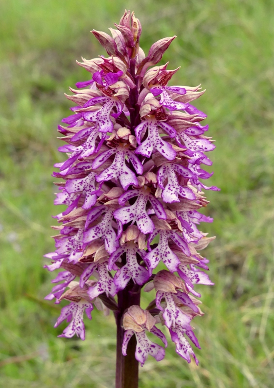 Orchis xhybrida (Orchis militaris x Orchis purpurea) altopiani abruzzesi - giugno 2018